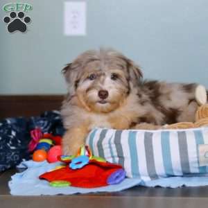 Rory, Mini Aussiedoodle Puppy